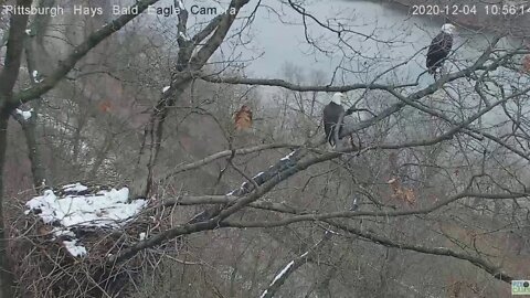 Hays Bald Eagles Dad flyoff 2020 12 04 1056am