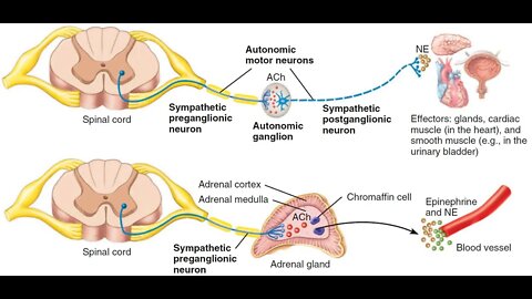 면역력 슈퍼 처방전, 아보 도오루, 스트레스와 저체온, 모든 병 원인, 현대의학, 면역시스템, 심부체온, 자율신경, 교감신경, 부교감신경, 에피네프린, 아세틸콜린, 암치료의 비법
