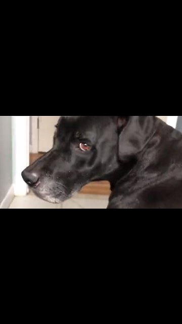 Shameless dog lets out insanely long fart