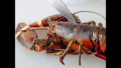 BUYING LIVE PET 15lb LOBSTER ONLINE! *MASSIVE*