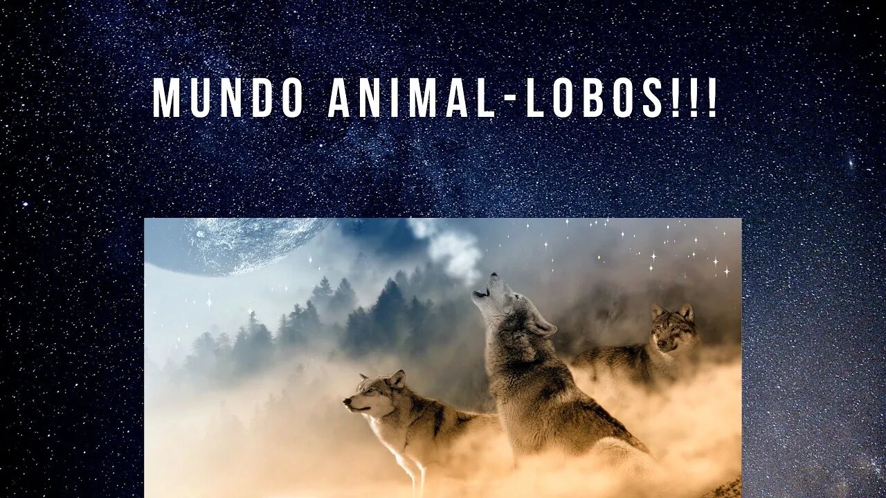 Reino Animal- Só Lobos!!!🐺