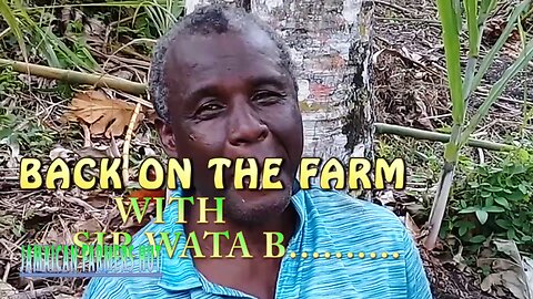 Farming Yam Pumpkin sugar bean and coco