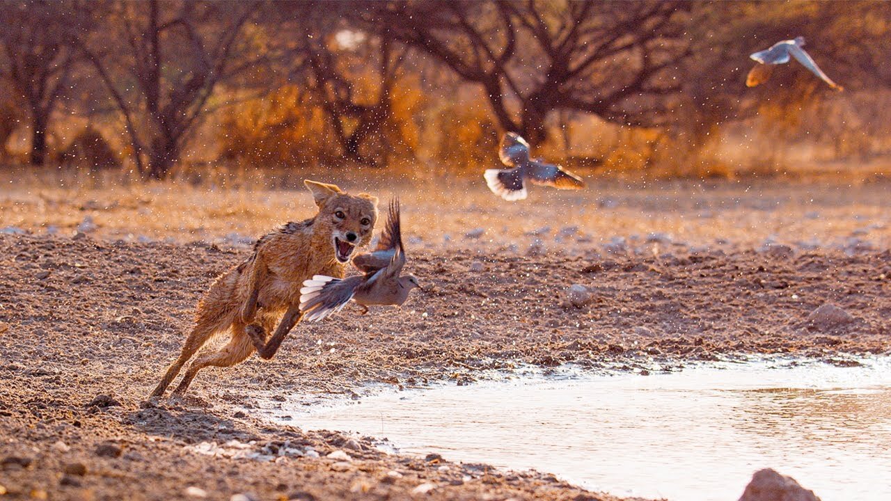 Wild Dogs Battle For Food