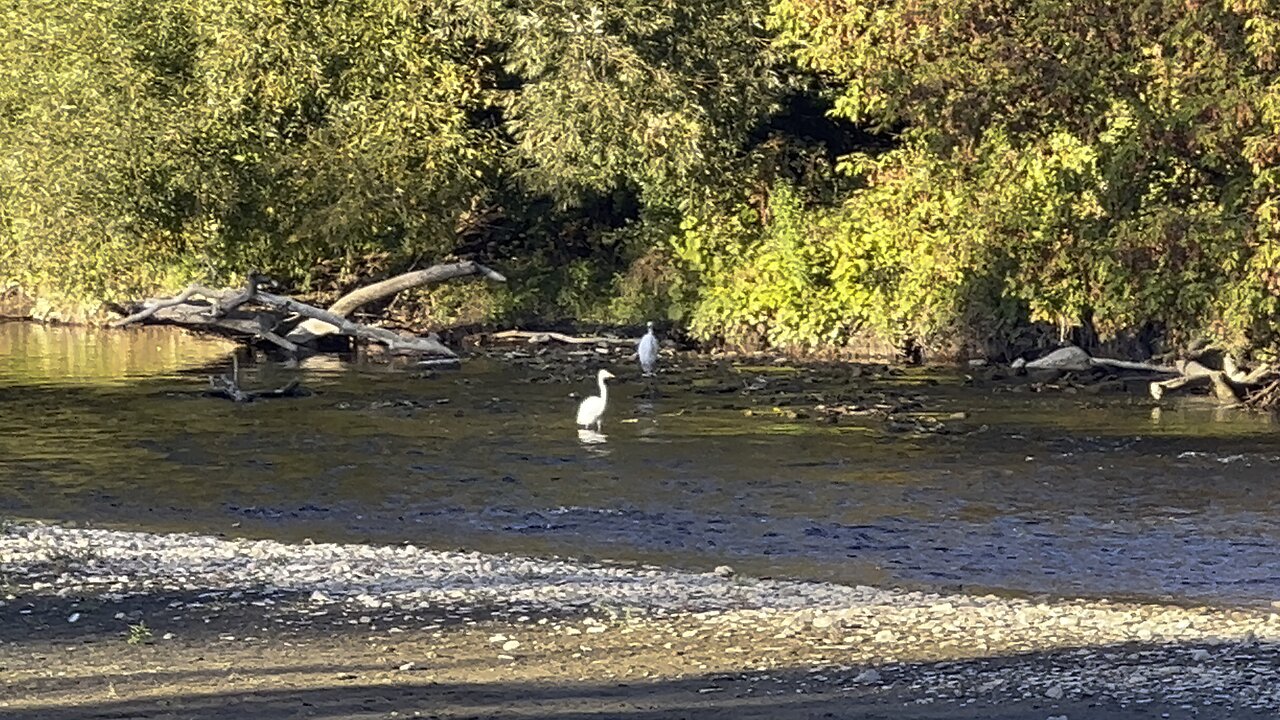 5 White Egrets 😍😍👀