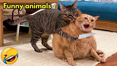 Funny Animals 🤣