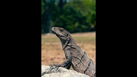 Komodo Dragons