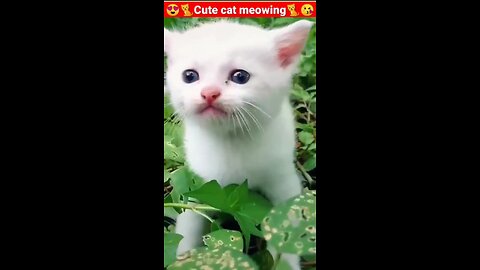 Cute cat