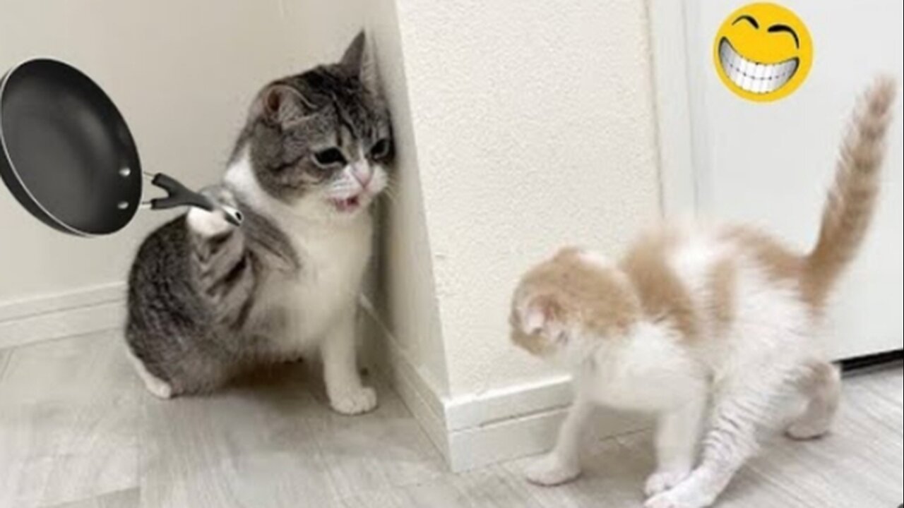 ππΊπ funny video Animals funny videos cat hit her baby of pan π