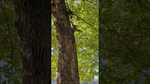 #squirrel #pnw #homesteading
