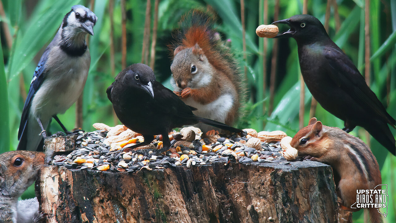 Cat TV 🐱 Dog TV 🐶 Upstate Birds And Critters: Ep 301— 062424