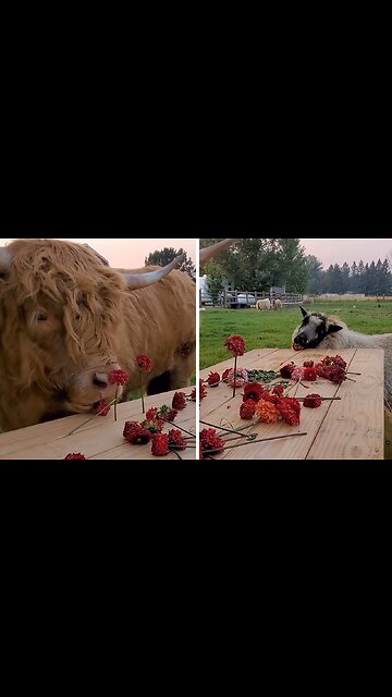 Farm animals enjoy sweet picnic together