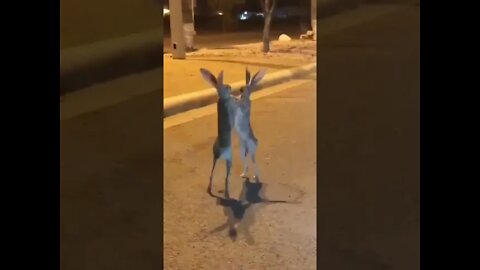 The Count Of Monte Cristo Jack #Rabbit (Hare) fighting in middle of the road
