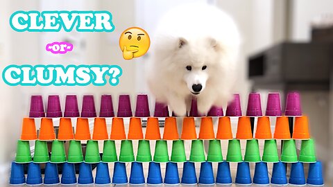 FUN Cup Stack Challenge | DataTheDog