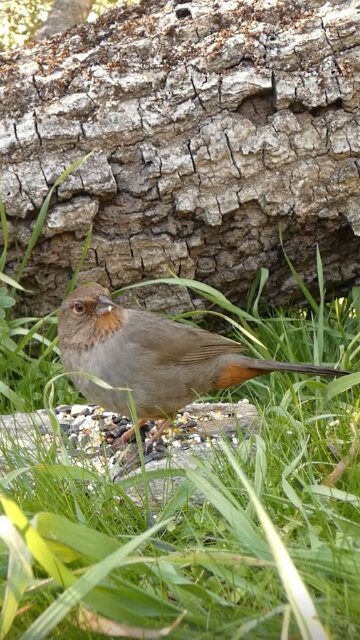 California Towhee🐦Fallen Oak Seed Surprise