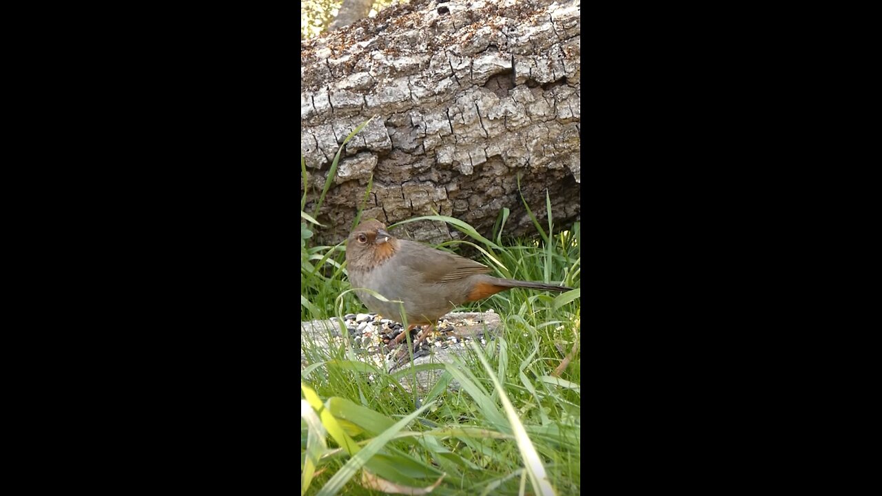 California Towhee🐦Fallen Oak Seed Surprise