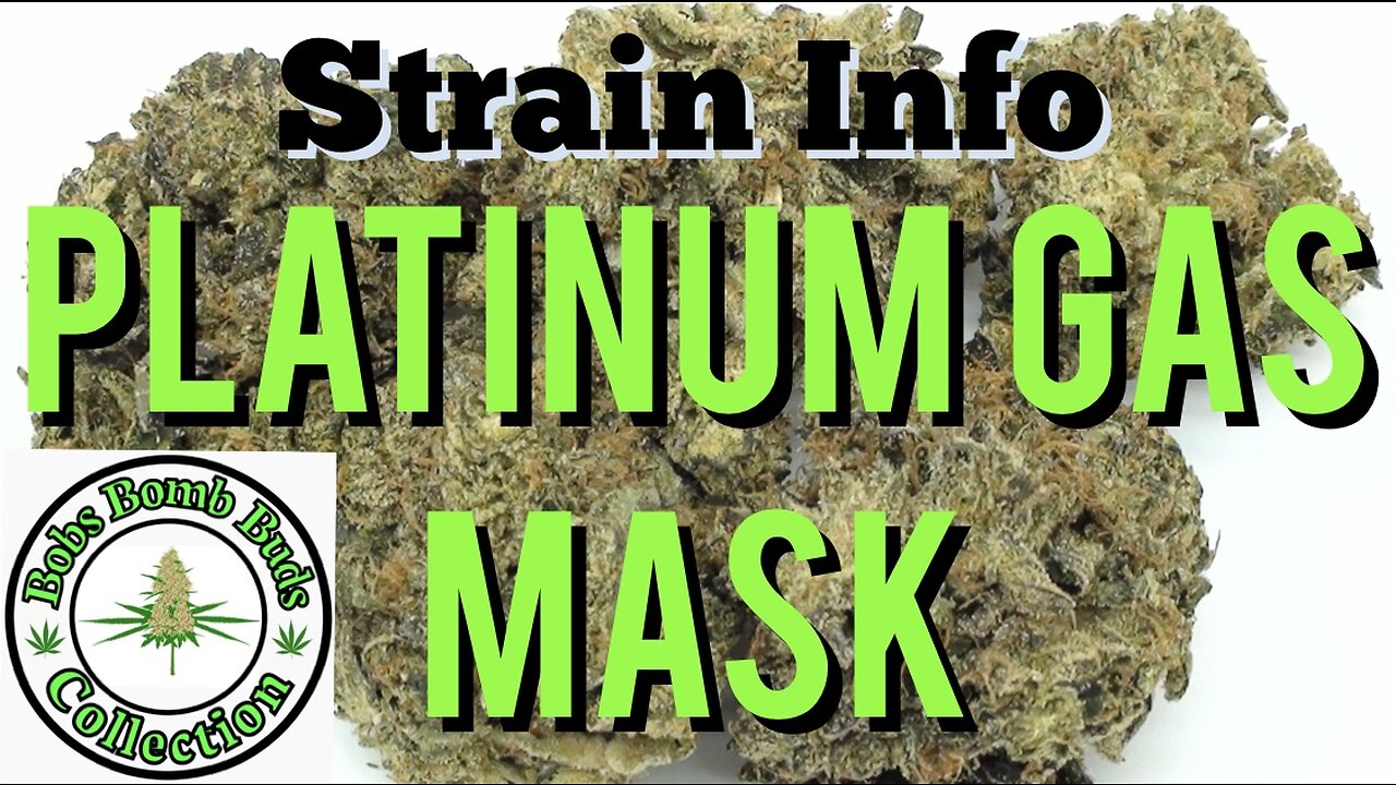 Platinum Gas Mask, Cannabis Strain. BC Bud Supply