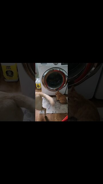 Rocky's Tail or The Washer? #shorts