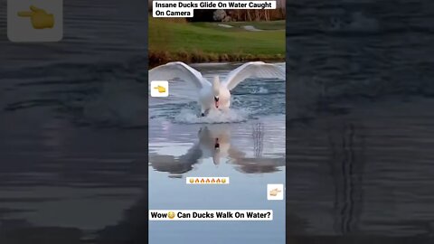 Insane Ducks Glide On Water Caught On Camera @nahealai on TikTok #shorts #animals #wildlife #duck