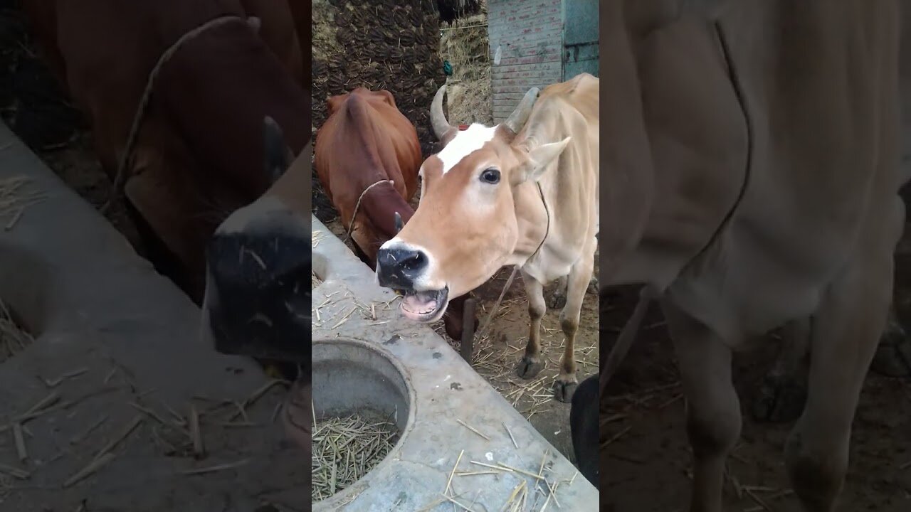 Crazy Sound of Cow! 🐄🎶 | #funnyanimals #cow #village