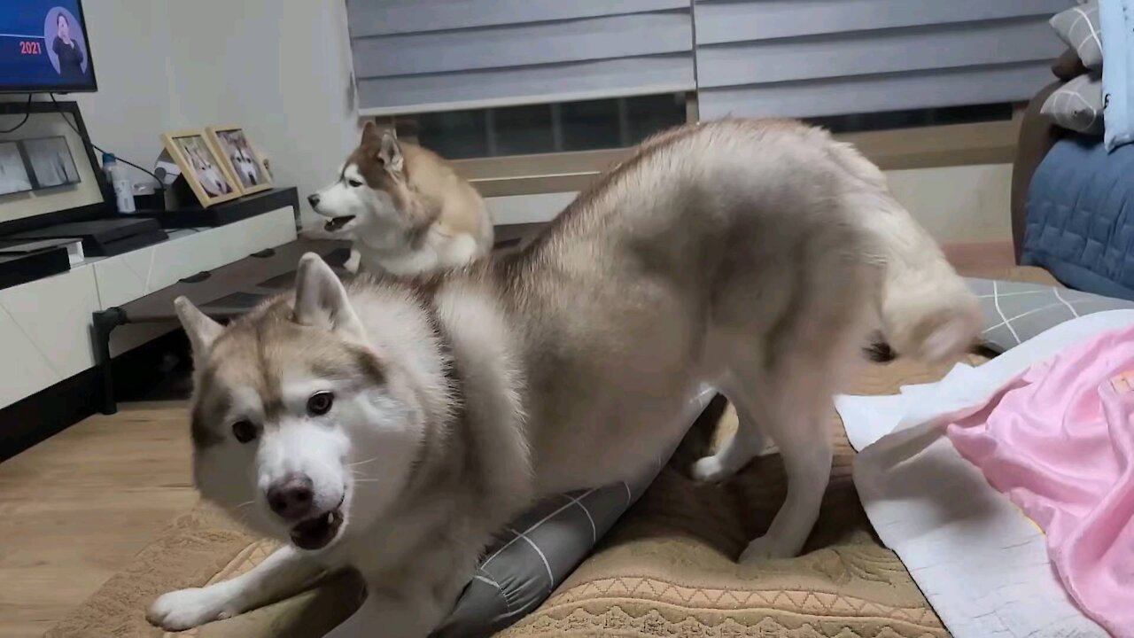 Husky puchi playing ball hard. Next to it, hushy tan peeping for a chance to take the ball out.