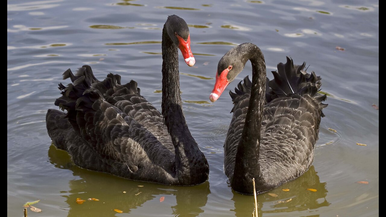 Unusual behavior of black swans.