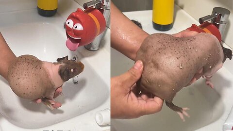 A full record of bathing a small pet