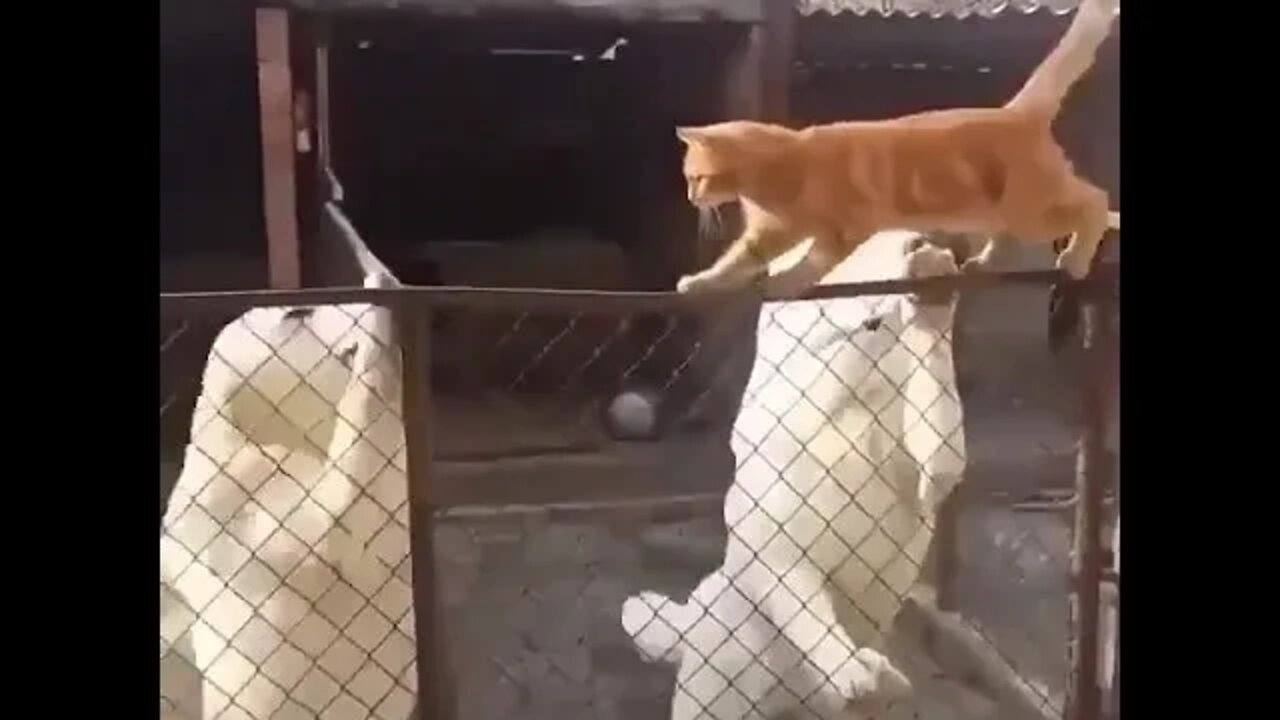 Extreme provocation.