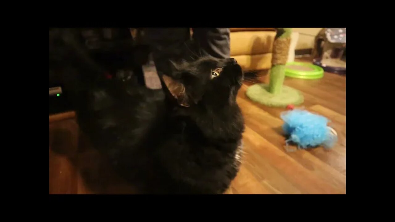 Black Manx Cat in Deep Conversation With Hooman Mom