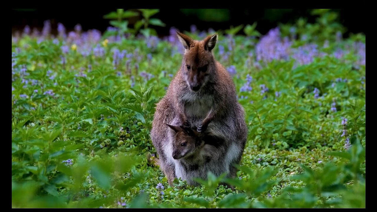 Kangaroo hiding her babby 😍