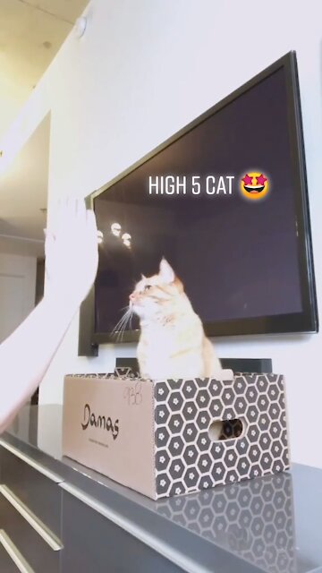 Cat Is a High Fiving Pro! #pro #cats