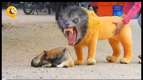 Troll Prank Dog Funny & fake lion and fake tiger