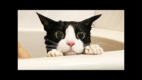 Funny Cats Won't Let You Down | Animals LOL Moments