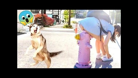 Funny cats and dogs videos 🐱🐶