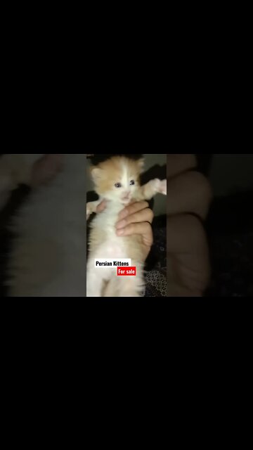 Persian Kittens for sale ! Location Multan #persiancats #kittens #cats #cutecat #youtubeshorts