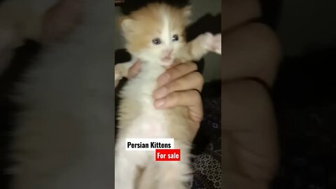 Persian Kittens for sale ! Location Multan #persiancats #kittens #cats #cutecat #youtubeshorts