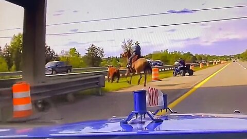 State Police help rescue cow on a highway