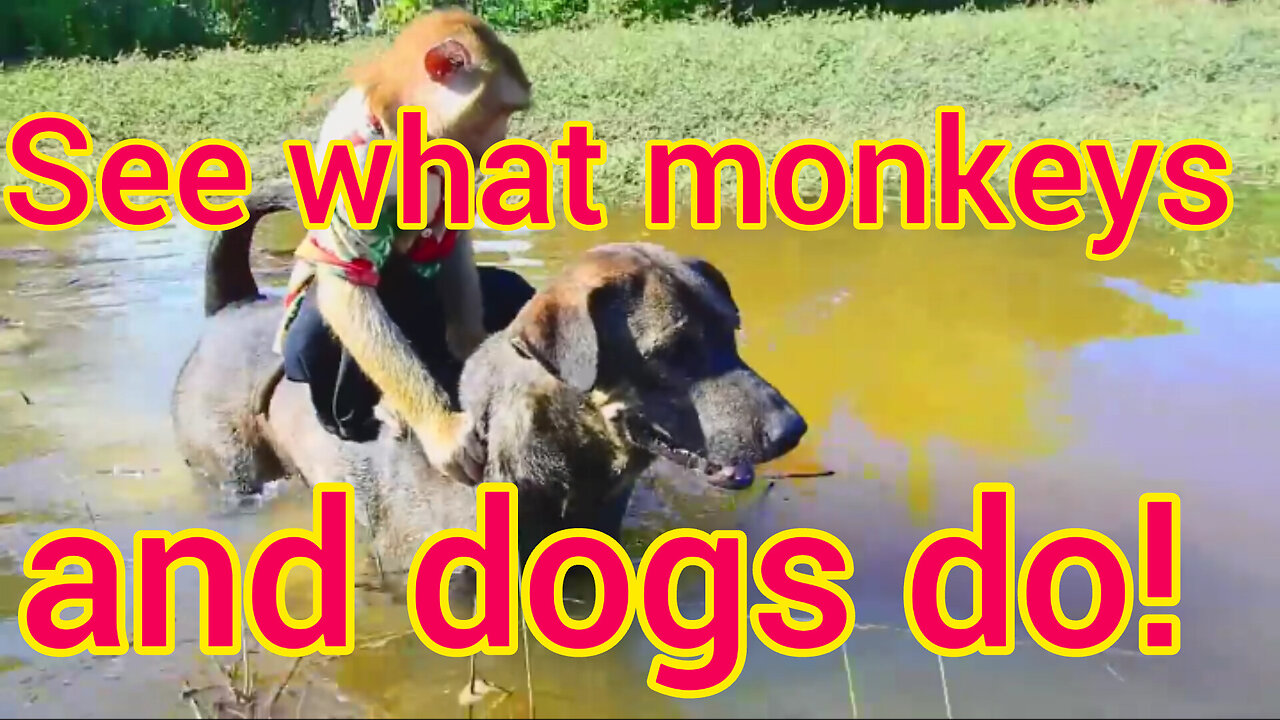 Monkey and dog trending Enjoyable video!