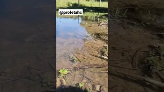 Água da nascente formando um lago #porangaba #nascente #agua #rio #riacho #lago