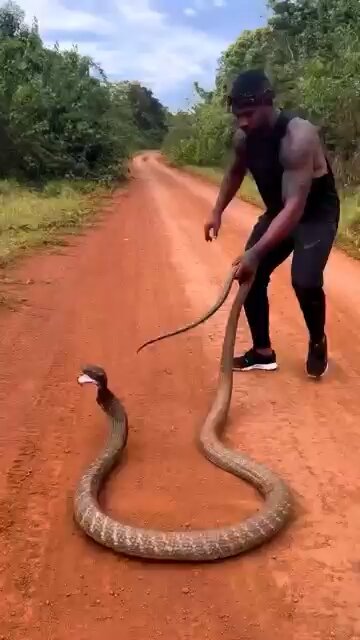 King of Jungle is playing with King Cobra 🐍