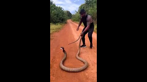 King of Jungle is playing with King Cobra 🐍