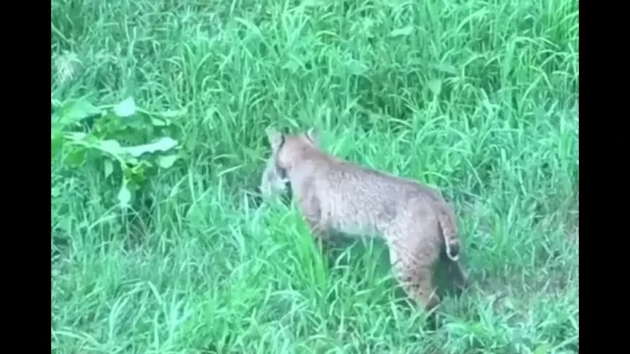 Groundhog vs Bobcat - Brave little guy - Daily Dose of nature