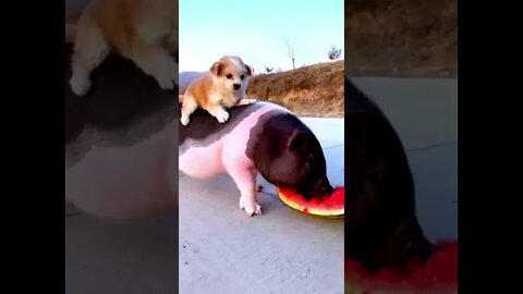 Gluttonous pig, playful dog