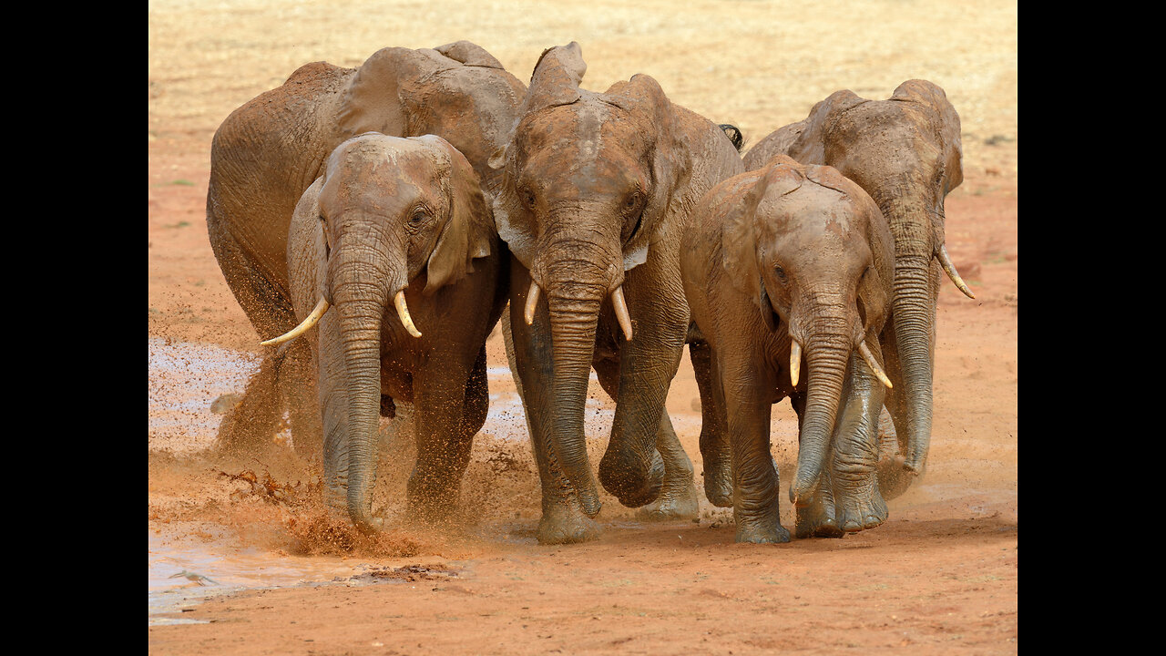 elephant crossing river