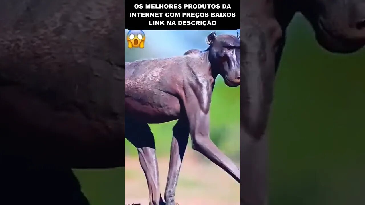 o macaco mais estranho do mundo 😱😱😱