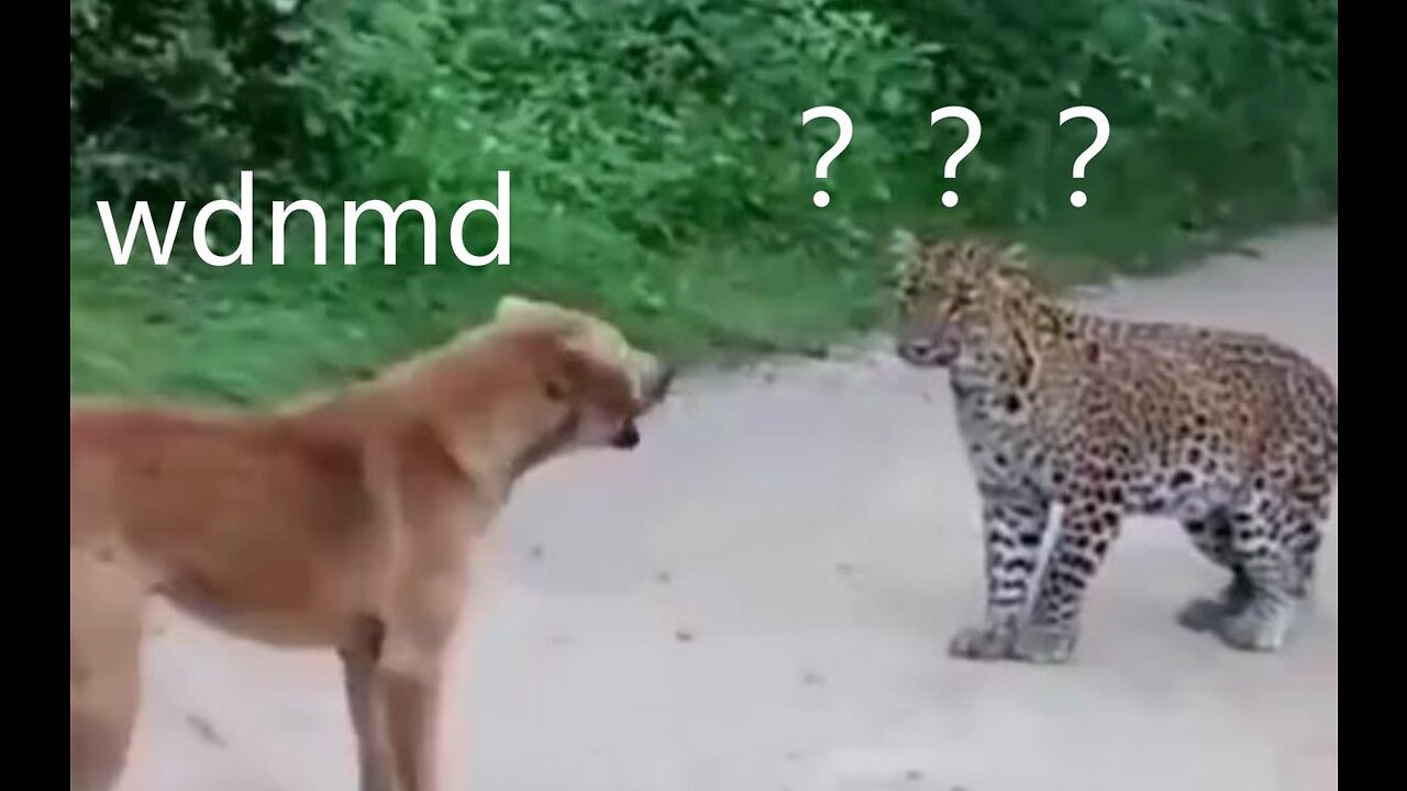 Leopard: This dog stunned me