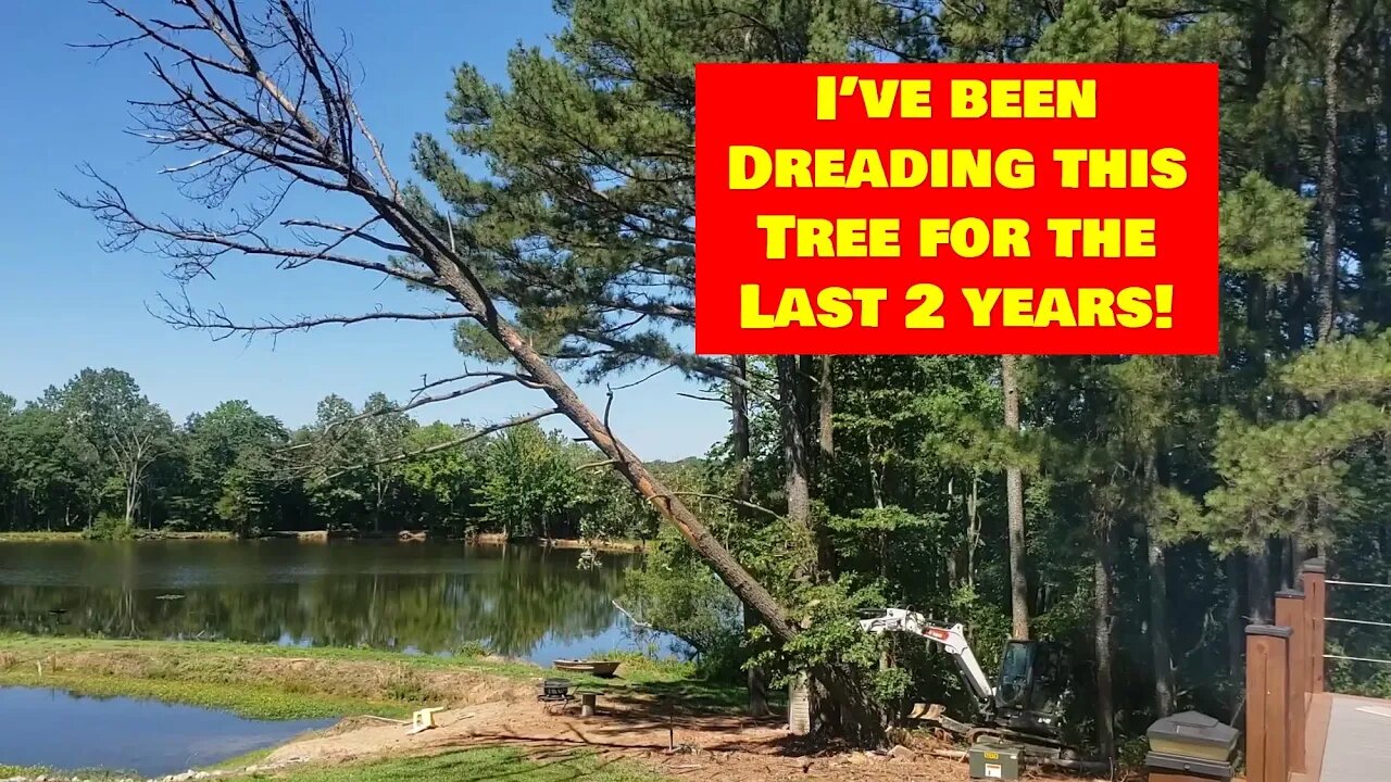 I've dreaded this dead tree for 2 years! How to take down a widow maker with Bobcat mini excavator