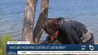 What are those pink clusters at Lake Murray?