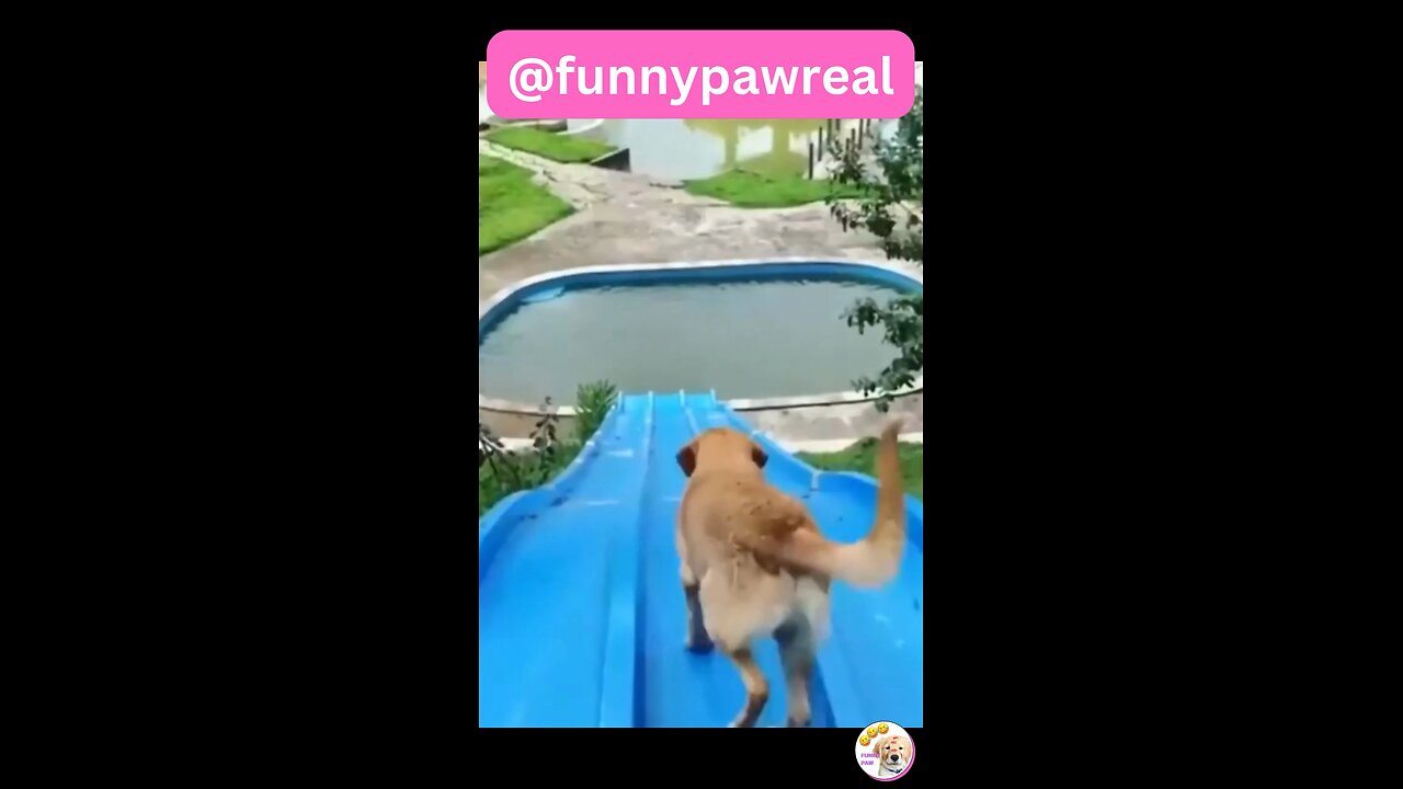 Funny Animal Videos 2023 | Funniest Cats And Dogs Video