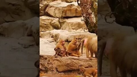 Animals - Pets Short videos #petvideos #wildanimals #wildlife