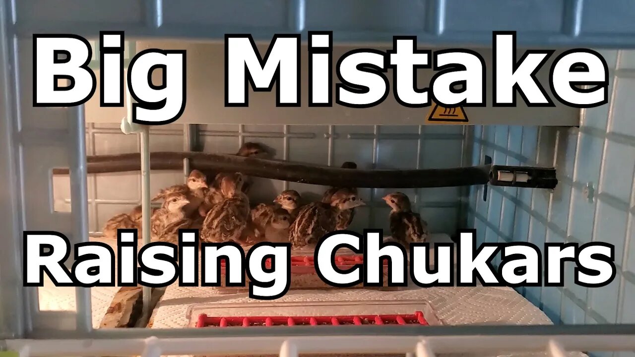 Big Mistake Raising Chukar Chicks